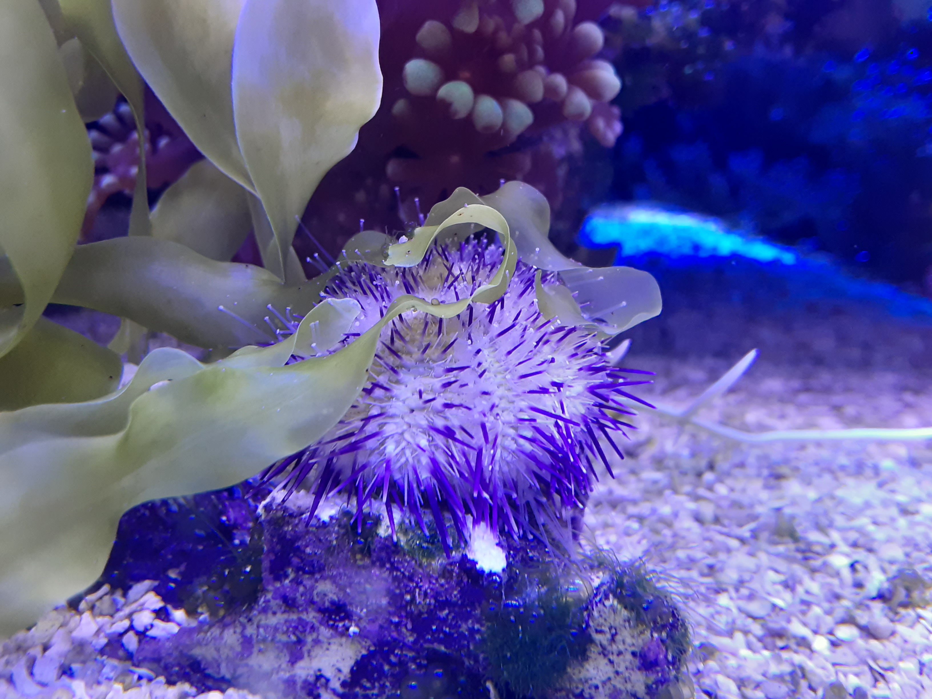  Salmacis virgulate (Purple Short Spine Pincushion/Regular Urchin)